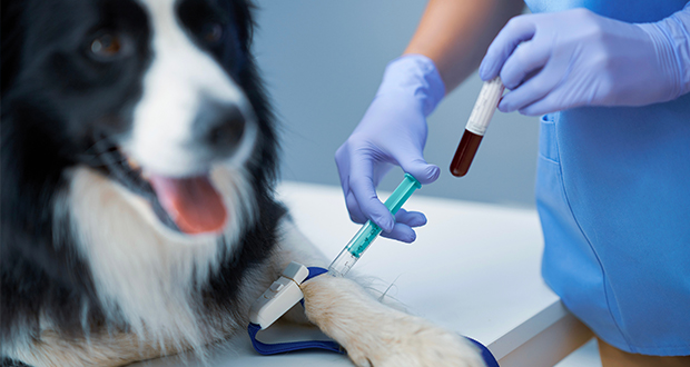 Perché determinare il gruppo sanguigno di un cane?