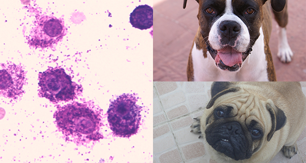 Mastocitoma cutaneo del cane, i risultati dello studio epidemiologico