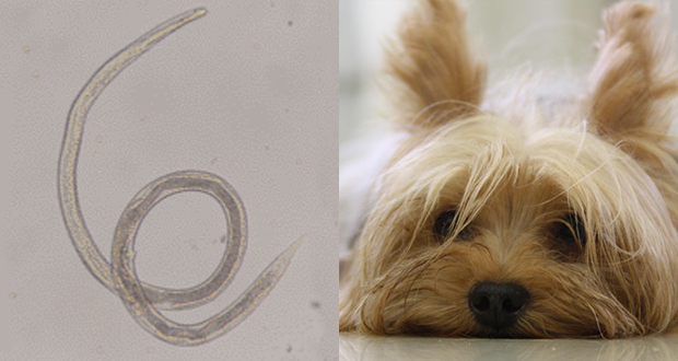 Un caso atipico e fatale di Strongyloides stercoralis nel cane