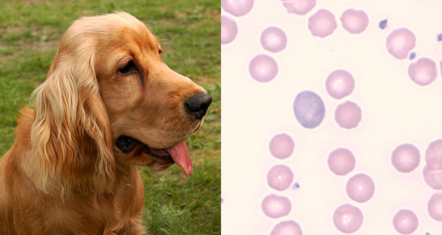 Diagnosi di anemia nel cane e nel gatto: esempio