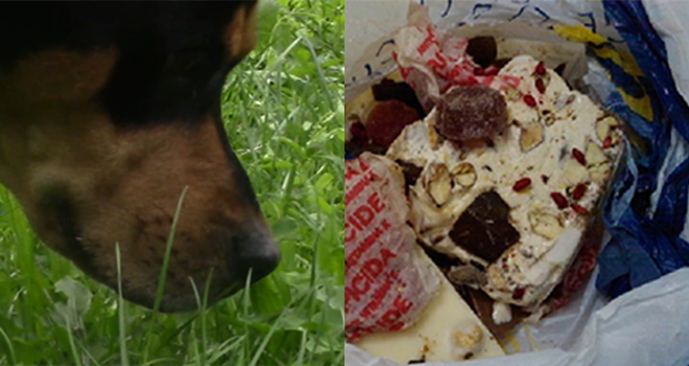 Avvelenamenti animali: video e dati IZSVe 2011-2013