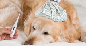 Influenza canina: una nuova zoonosi?