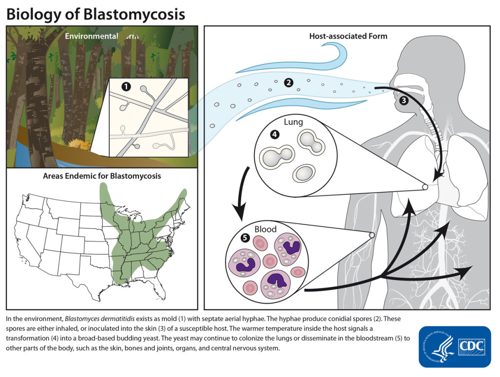 Biologia della blastomicosi