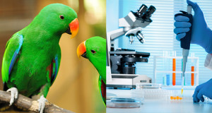 Gestione del campione per esami virologici nei pet birds