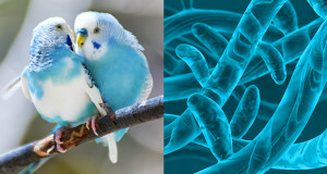Malattie degli uccelli ornamentali di origine micotica