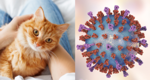 Indaghiamo sul Morbillivirus nel gatto come causa di nefrite cronica (Chronic Kidney Disease, CKD)