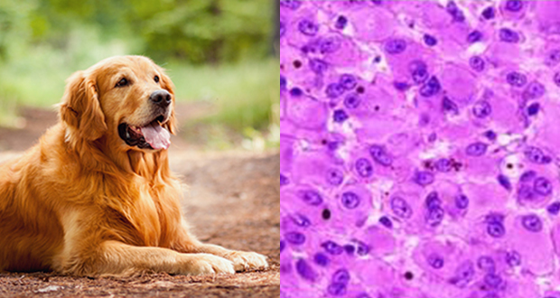 Caratterizzazione genetica del melanoma orale del cane