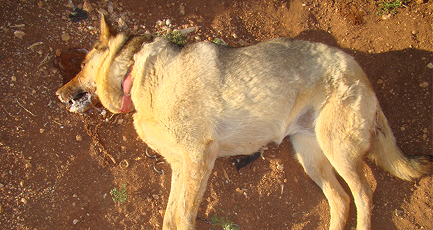 Cimurro, una malattia ad alta mortalità per il cane (ma non per l'uomo)
