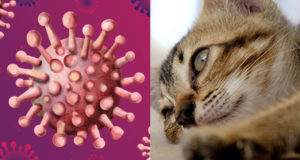 Peritonite infettiva del gatto (FIP), la malattia causata dal Coronavirus del gatto