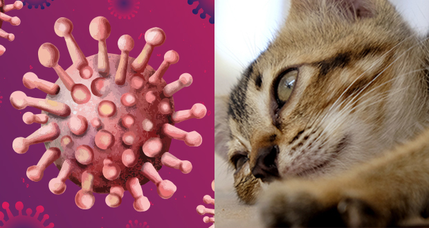 Peritonite infettiva del gatto (FIP), la malattia causata dal Coronavirus del gatto