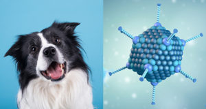Epatite infettiva e laringotracheite infettiva del cane: le malattie causate dall'adenovirus canino
