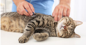 Casi di infezione da Cytauxzoon in gatti del Centro Italia