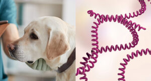 Leptospirosi canina, i rischi per i veterinari e il cane come sentinella ambientale